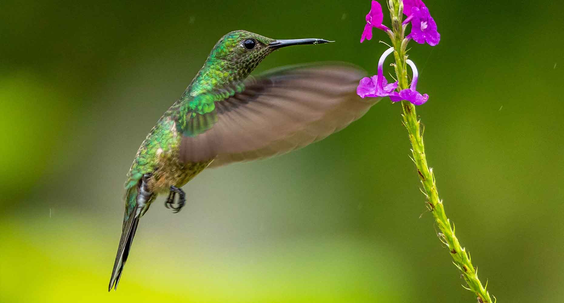 Hummingbird flapping its wings while feeding at a flower