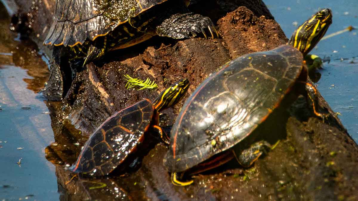 Baby turtles