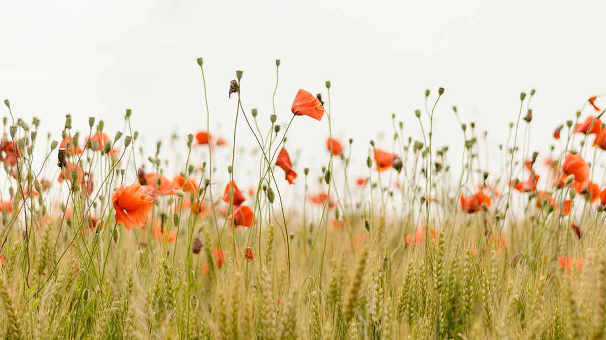 Wildflowers blooming in a wheat field