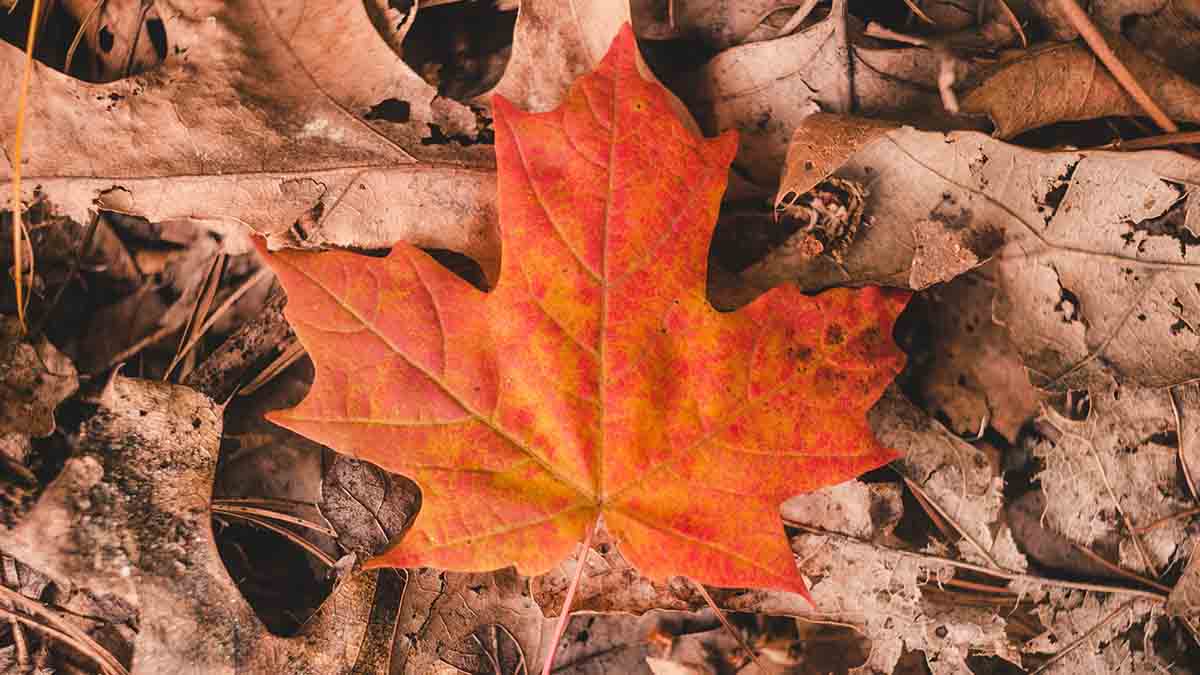 Bright red maple leaf on the ground