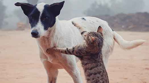 A cat fighting a dog