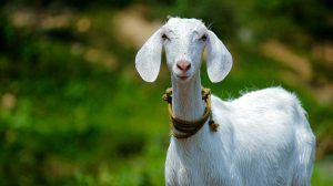 Color photo of a white goat in a meadow.